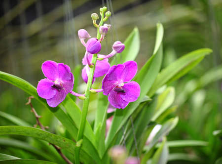 Purple orchid in the park 