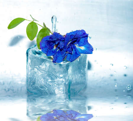 Water drop on clitoria ternatea, Asian pigeonwings, Clitoria Ternatea Linn. Butterfly Pea, Blue Pea (Clitoria ternatea L.)の写真素材