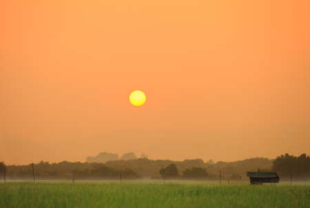 sunset in the field