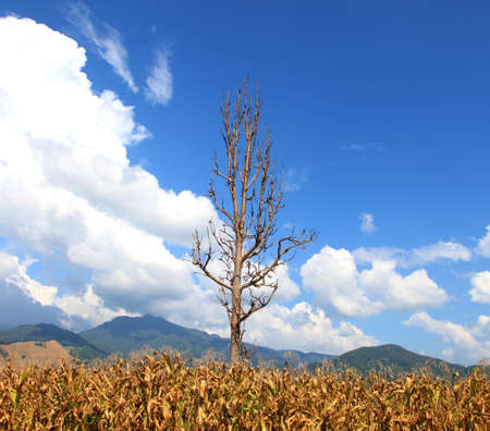 High latitude dead tree under blue sky.の写真素材