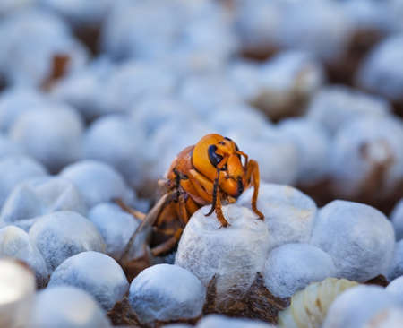 Close up of a wasp emerging from a wasps nest - showing empty cells on the right where wasps have already left and young wasps about to break out on the leftの写真素材