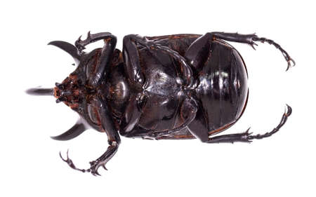 Golden five horned rhino beetle on a white background.の写真素材