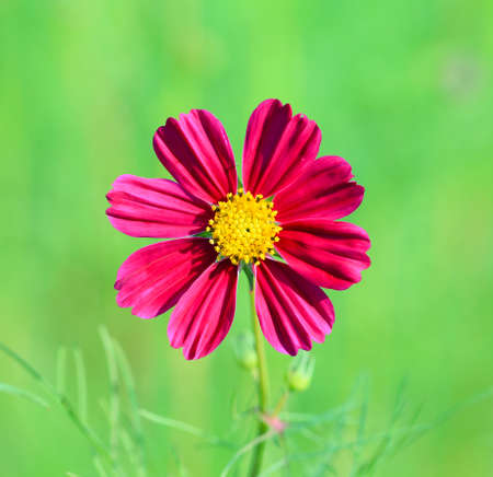 Cosmos flower (Cosmos Bipinnatus) with blurred background