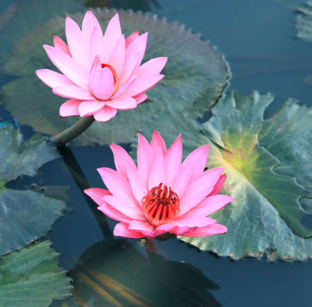 Pink water lily lotus flower and green leaves.の写真素材
