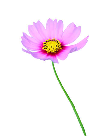 Cosmos flower (Cosmos Bipinnatus) on white background.の写真素材