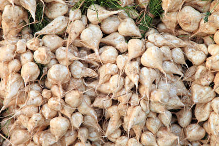 cassava, Yam bean, Pachyrhizus erosus (L.) Urbarの写真素材