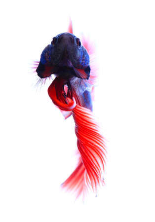 siamese fighting fish , betta isolated on white background.の写真素材