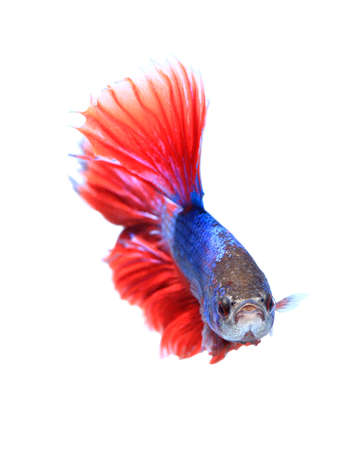 siamese fighting fish , betta isolated on white background.の写真素材