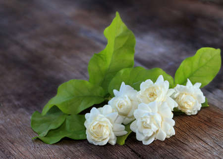 Tropical jasmine flower on wood.Jasmine flowers and leaves on brown wooden board.の写真素材