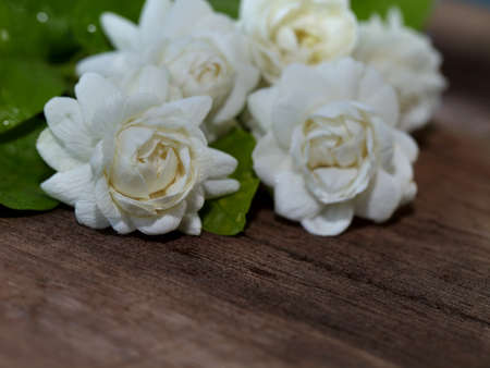 Tropical jasmine flower on wood.Jasmine flowers and leaves on brown wooden table.の写真素材