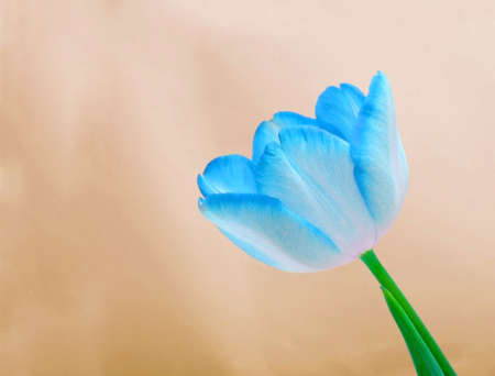 Blue tulipの写真素材