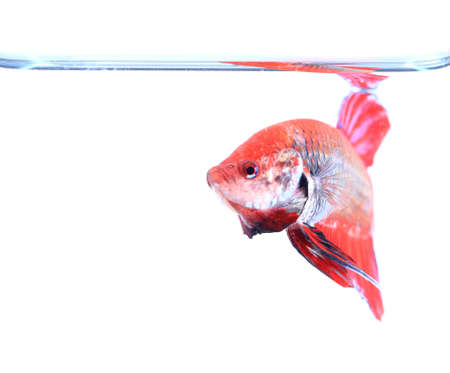 siamese fighting fish , betta isolated on white backgroundの写真素材