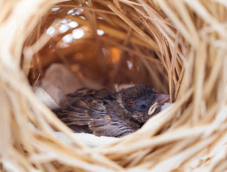 Sparrow  in the nestの写真素材