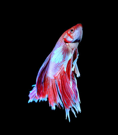 Red and blue siamese fighting fish, betta fish isolated on black background.