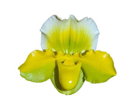 Yellow orchid on white background.の写真素材