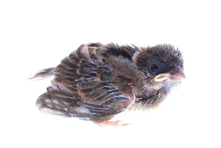 baby brood sparrow isolated white background.の写真素材