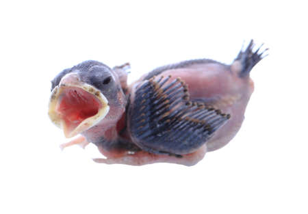 Baby bird of Sparrow (Sparrow Bird) isolated on white background.baby brood sparrow screming for foods with isolated white background.の写真素材