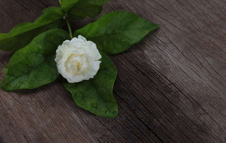 Tropical jasmine flower on wood.Jasmine flowers and leaves on brown wooden board.の写真素材