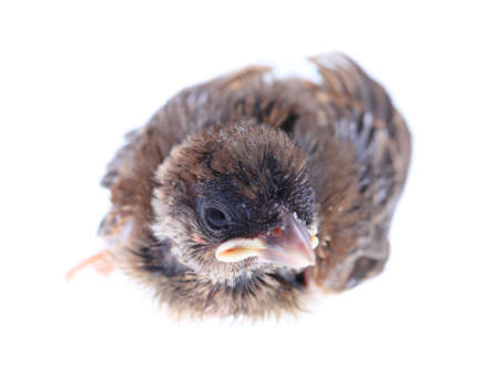 Macro baby brood sparrow isolated white background.の写真素材