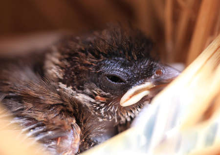 Sparrow in the nestの写真素材