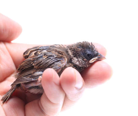 baby brood sparrow in hand isolated on white background.の写真素材