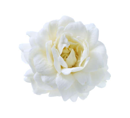 Jasmine flower on white background.の写真素材