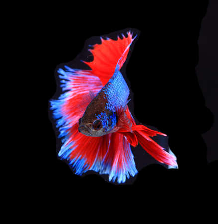 Red and blue siamese fighting fish, betta fish isolated on black background.の写真素材