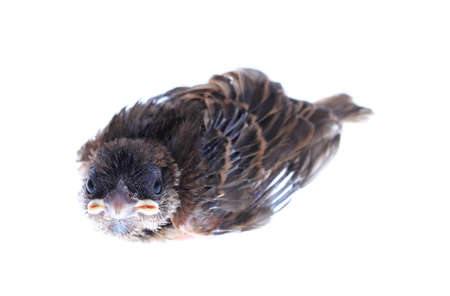 baby brood sparrow isolated white background.の写真素材