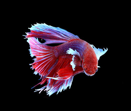 Red and blue siamese fighting fish, betta fish isolated on black background.