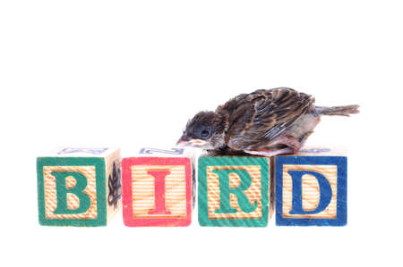 Baby sparrow with wooden blocks isolated on white background.の写真素材