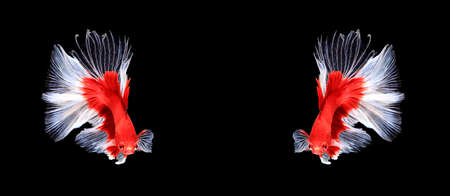 Red and white siamese fighting fish halfmoon , Pouple betta fish isolated on black background.の写真素材