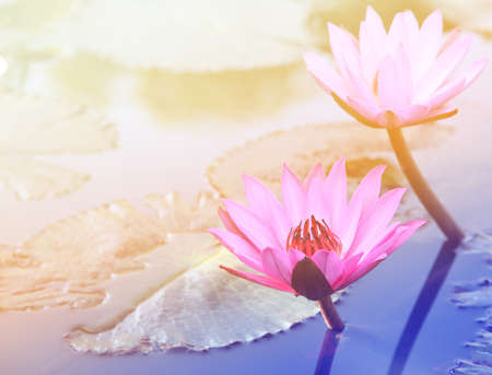 Pink lotus flower.Pink lotus blossoms or water lily flowers blooming on pondの写真素材