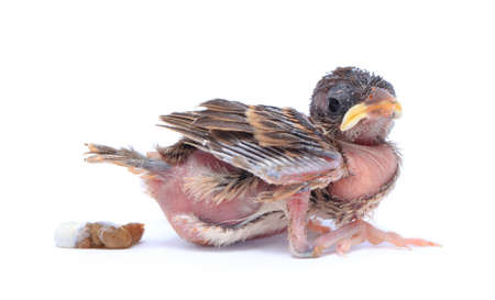 Baby sparrow bird is defecate on white background.の写真素材