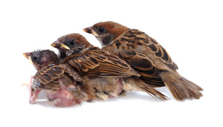 Macro three baby brood sparrow white background.
