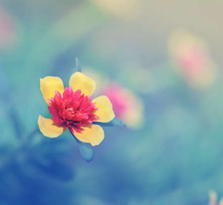 Common Purslane or Verdolaga or Pigweed or Little Hogweed or Pusley flower in the gardenの写真素材
