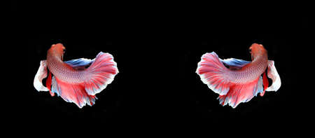 Red and blue siamese fighting fish, betta fish isolated on black background.の写真素材