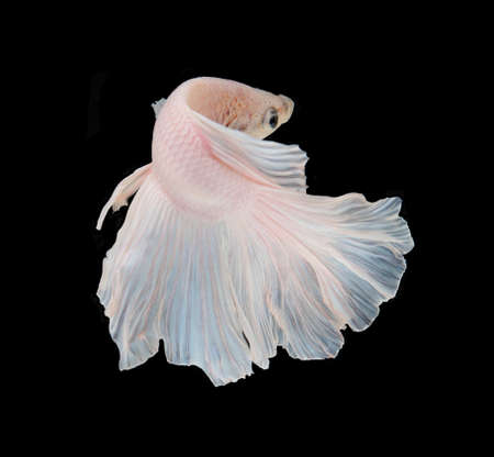 White Platt Platinum Siamese Fighting Fish .White siamese fighting fish, betta fish isolated on black background.の写真素材