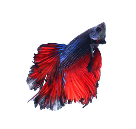 Red and blue siamese fighting fish, betta fish isolated on black background.の写真素材