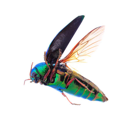 Beautiful Jewel Beetle or Metallic Wood-boring (Buprestid) top view isolated on white background.