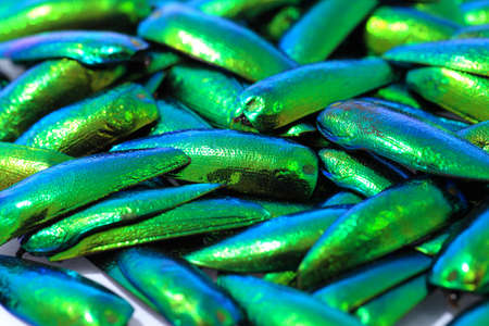 Beutiful Wing Jewel Beetle or Metallic Wood-boring (Buprestid).の写真素材