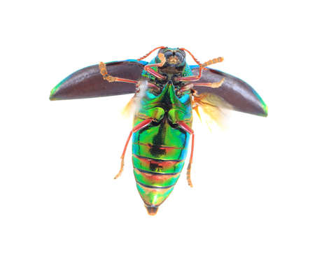 Beautiful Jewel Beetle or Metallic Wood-boring (Buprestid) Flying view isolated on white background.の写真素材