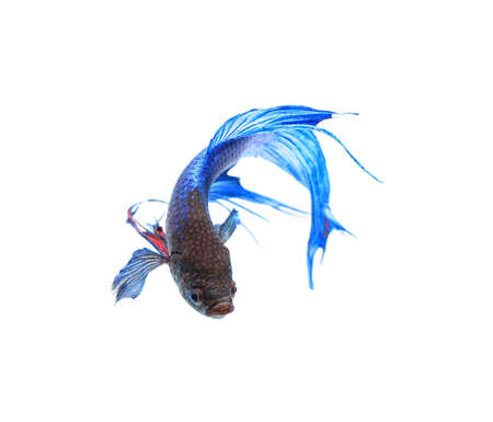 Blue siamese fighting fish , betta isolated on white background.の写真素材