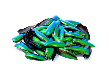 Beutiful Wing Jewel Beetle or Metallic Wood-boring (Buprestid) on white background.の写真素材