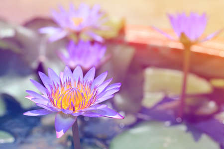 Beauty water lilly flower.Pink Lotus.の写真素材