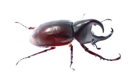 Rhinoceros beetle, Rhino beetle, Hercules beetle, Unicorn beetle, Horn beetle isolatedの写真素材