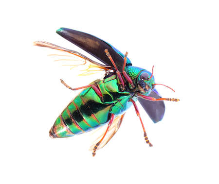 Beautiful Jewel Beetle or Metallic Wood-boring (Buprestid) top view isolated on white background.の写真素材