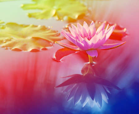 Colorful  pink lotus.の写真素材