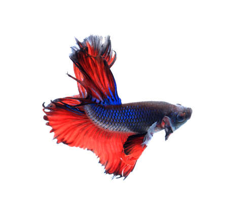 Red and blue half moon butterfly siamese fighting fish, betta fish isolated on black background.の写真素材