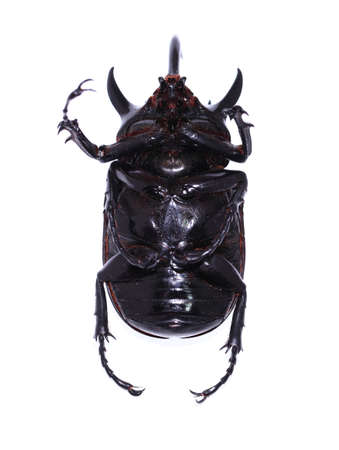Golden five horned rhino beetle on a white backgroundの写真素材
