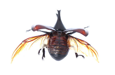 Rhinoceros beetle, Rhino beetle, Hercules beetle, Unicorn beetle, Horn beetle isolated